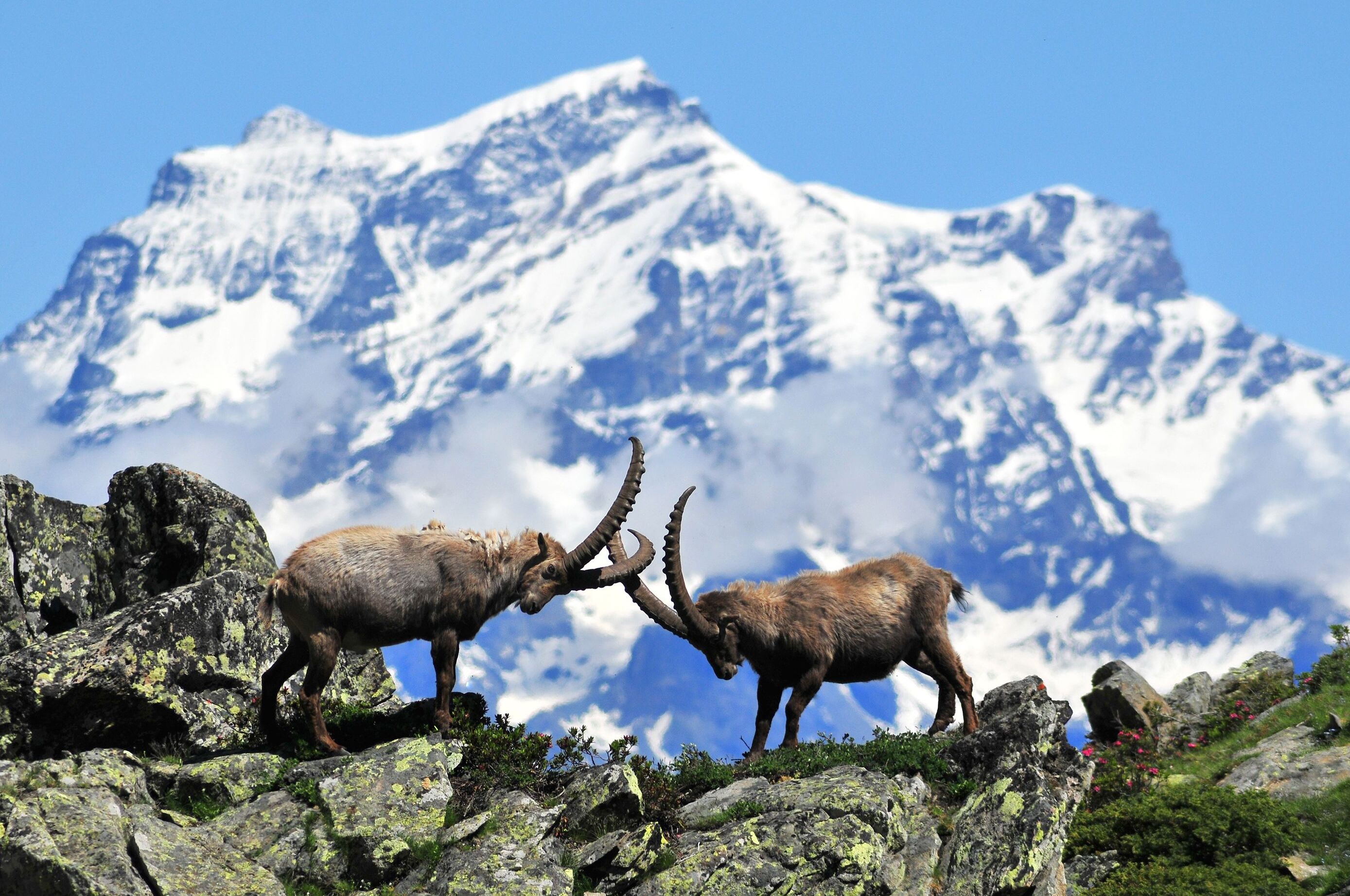 Национален Парк Гран Парадизо - Gran Paradiso | Secret World Trip Planner
