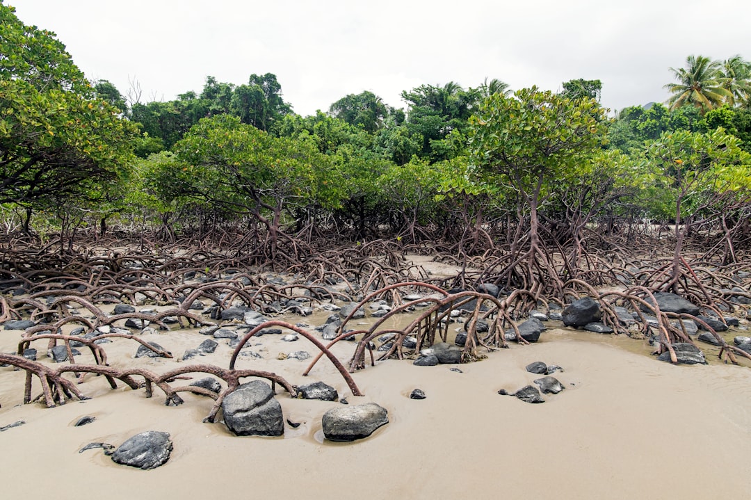 Cape Tribulation, a wonder of nature - capo Tribulation | Secret World Trip Planner