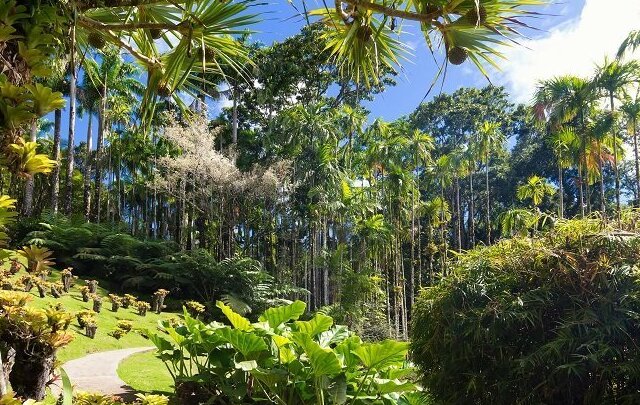 At the Balata Gardens of Fort de France — Fort-de-France