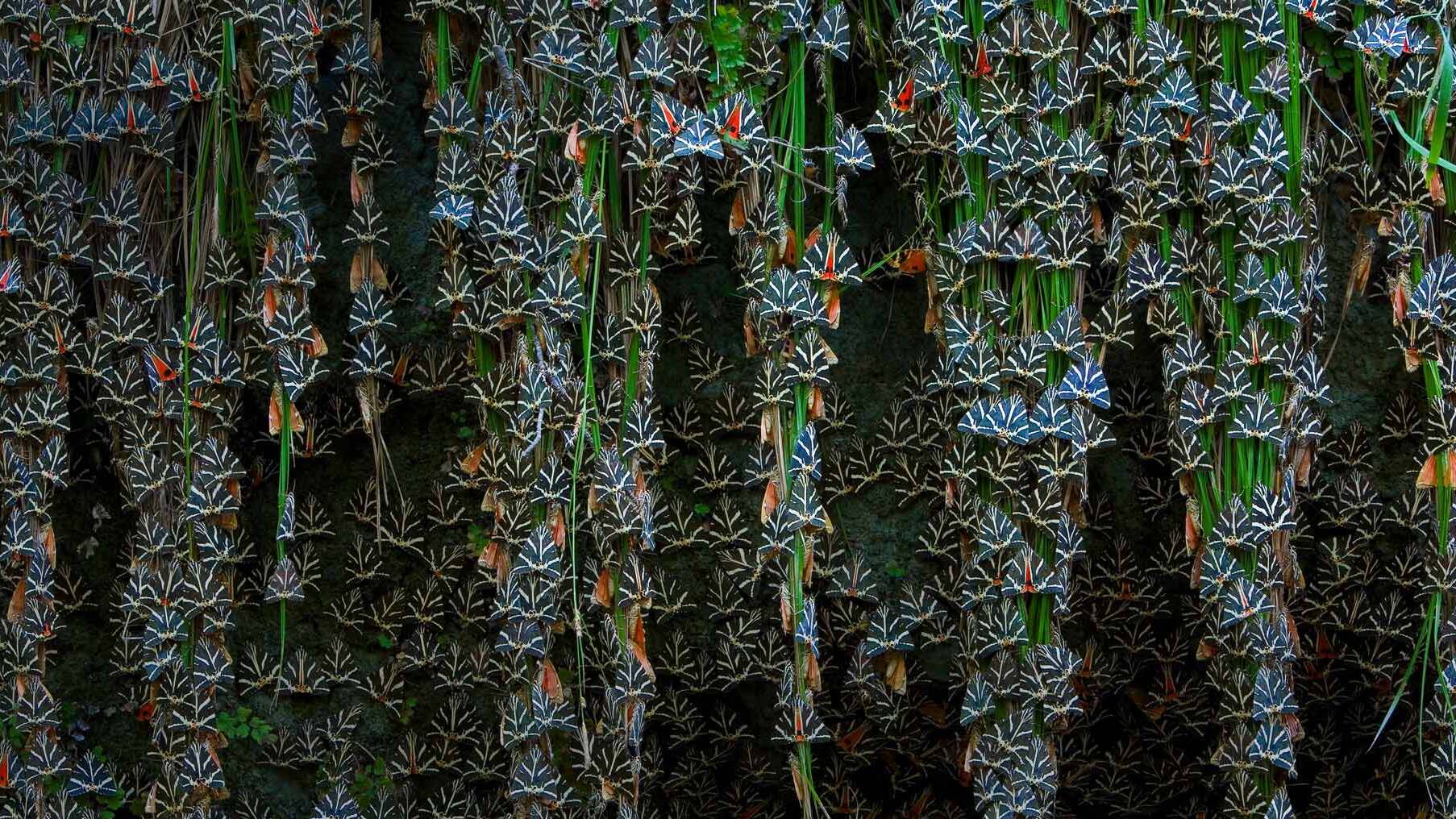 Rhodes | la vallée des papillons ou Petalo — Petaloudes