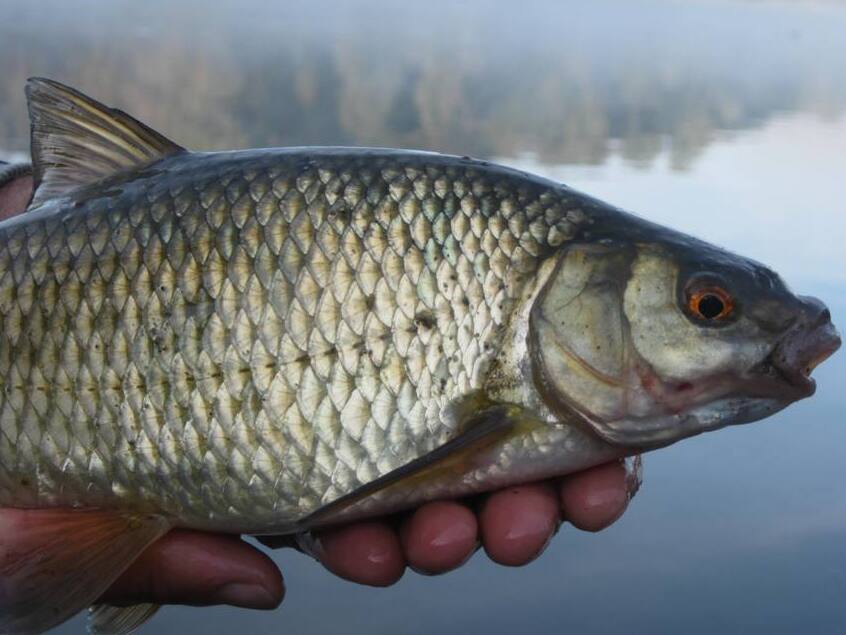 Ang isda Pigo, isang galak ng lake - Lecco | Secret World Trip Planner