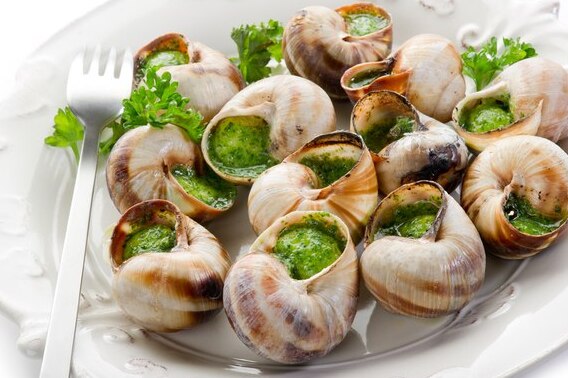 Le véritable escargot de Bourgogne est un Helix Pomatia — Blaisy-Bas