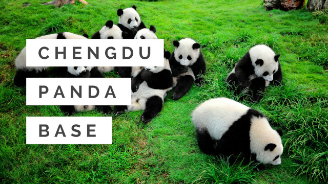 Giant pandas - Chengdu Research Base of Giant Panda Breeding | Secret World Trip Planner