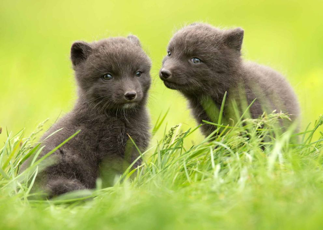 Les renards arctiques — Ísafjörður