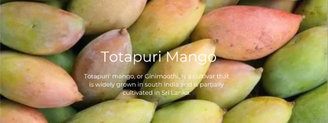 Il mango Totapuri — Andhra Pradesh