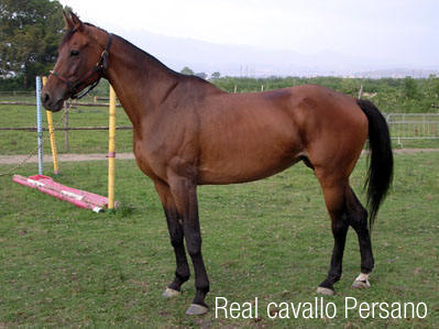 Persano's horse - Persano | Secret World Trip Planner