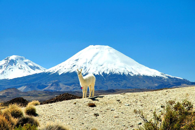 Lauca National Park - Putre | Secret World Trip Planner