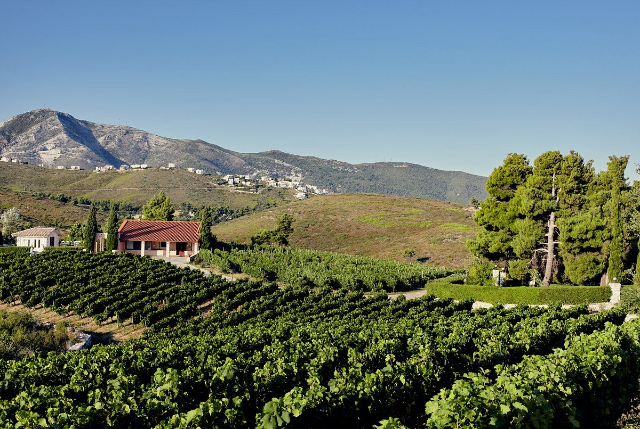 Attica wine - Stamata | Secret World Trip Planner