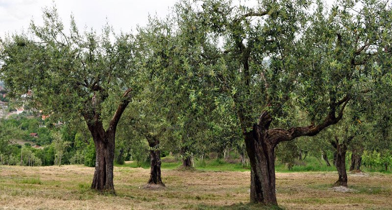 IRPINIA COLLINE DELL'UFITA D.O.P. - Ariano Irpino | Secret World Trip Planner