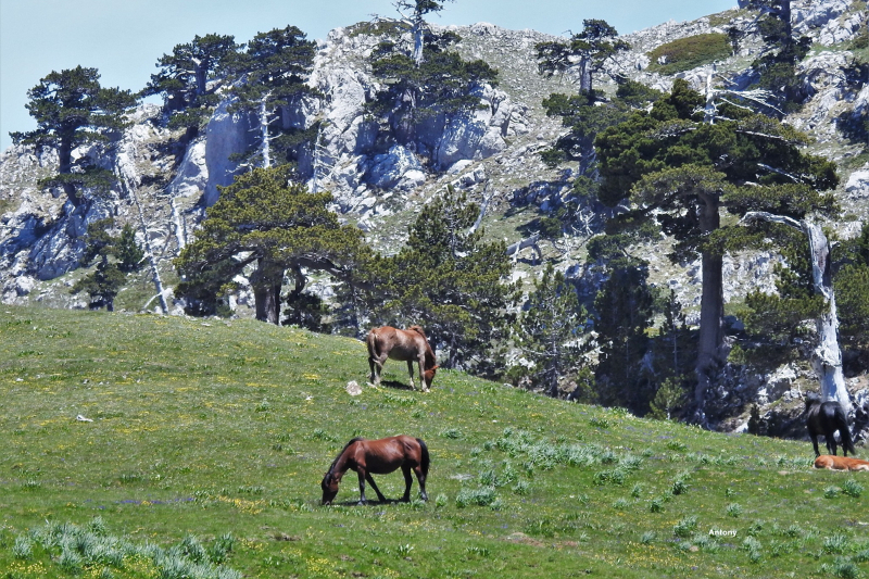 Taman Para Dewa lan Pinus Loricato - 85030 | Secret World Trip Planner