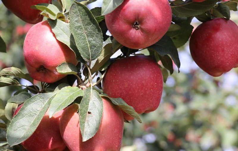 Pommes de Turquie - Isparta | Secret World Trip Planner
