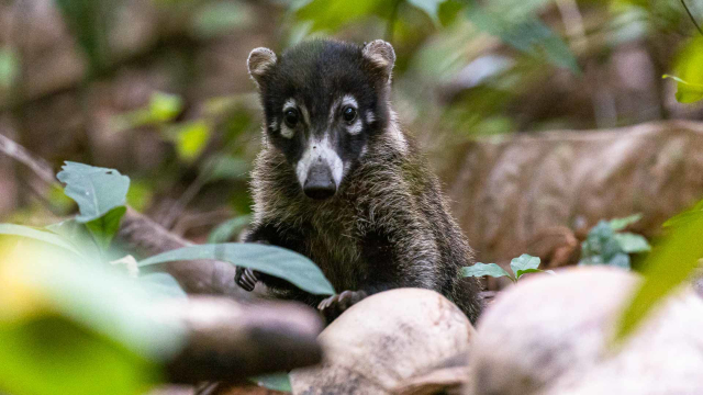 Parc national du Corcovado - Los Patos Sirena Trail | Secret World Trip Planner