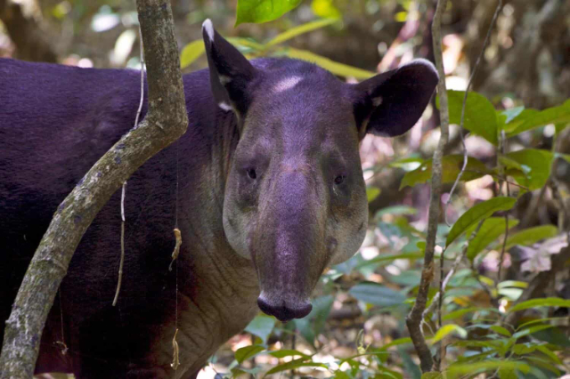 Parc national du Corcovado - Los Patos Sirena Trail | Secret World Trip Planner