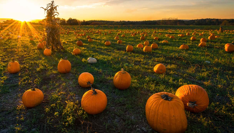 Le jardin des citrouilles - Pignataro Maggiore | Secret World Trip Planner