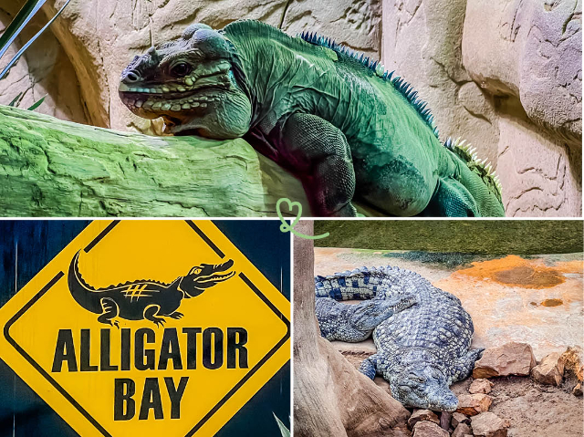 Baia degli alligatori - Beauvoir | Secret World Trip Planner