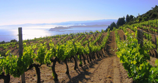 Vin de l'Attique - Stamata | Secret World Trip Planner
