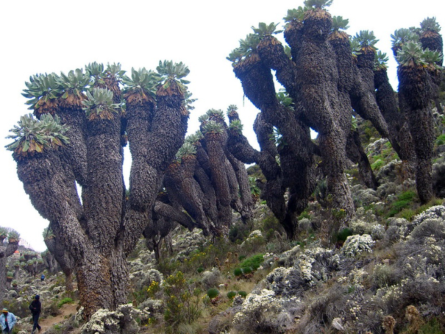 Les géants du Kilimandjaro - Mount Kenya National Park | Secret World Trip Planner