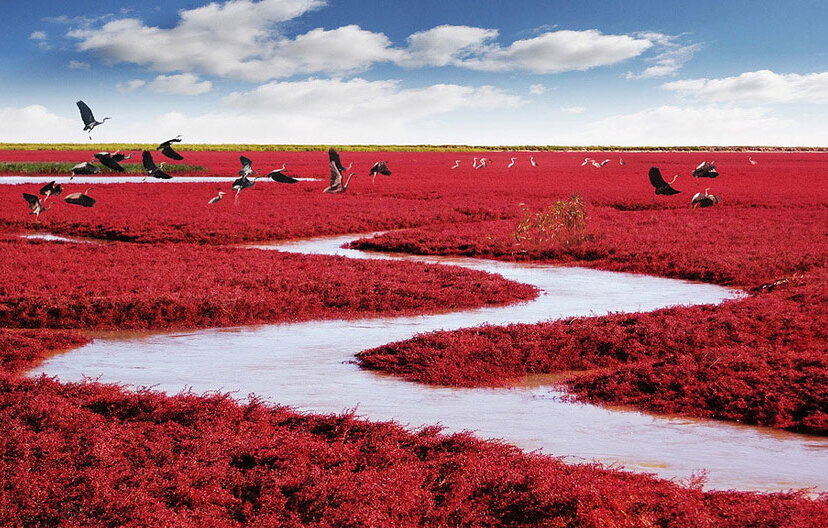 Incroyable plage rouge à Panjin, en Chine — Panjin