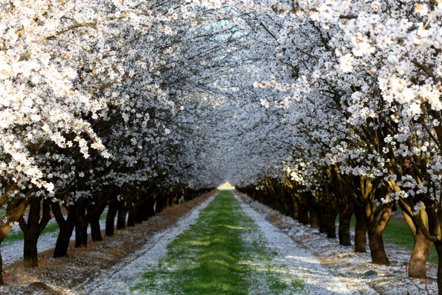 Mandelblüte - Ivissa | Secret World Trip Planner