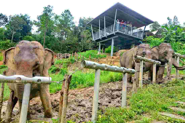 Sanctuaire d'éléphants ChangChill - Tambon Mae Win | Secret World Trip Planner