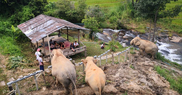 Sanctuaire d'éléphants ChangChill - Tambon Mae Win | Secret World Trip Planner