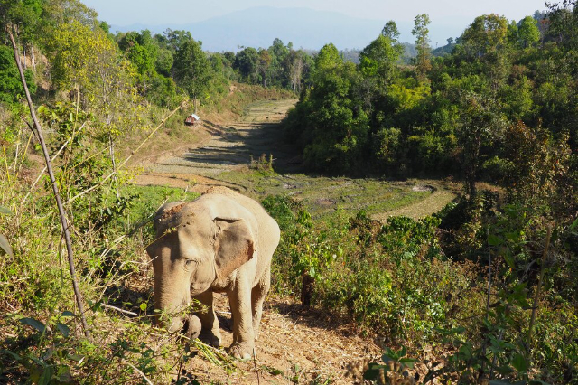 ChangChill Elefanten-Schutzgebiet - Tambon Mae Win | Secret World Trip Planner