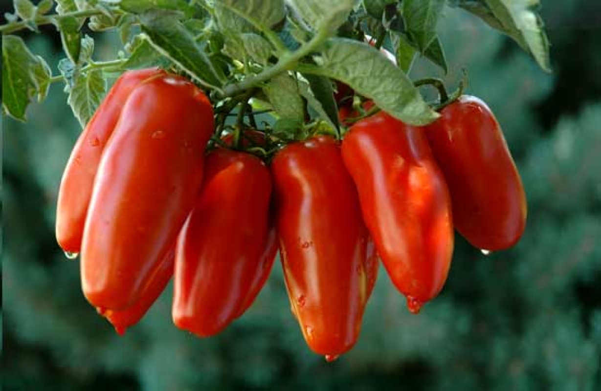San Marzano - King Tomato - Sarno | Secret World Trip Planner