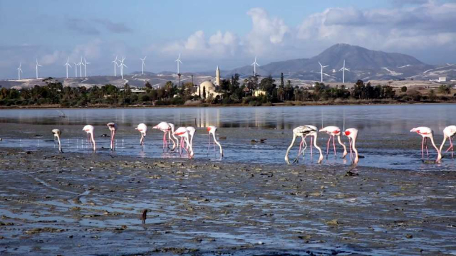 Salzsee von Larnaca - Larnaca | Secret World Trip Planner