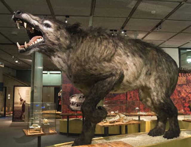 Musée de la Bête du Gévaudan — Saugues