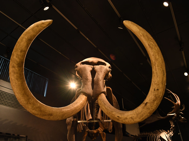 Musée zoologique, Université de Zurich - Zürich | Secret World Trip Planner