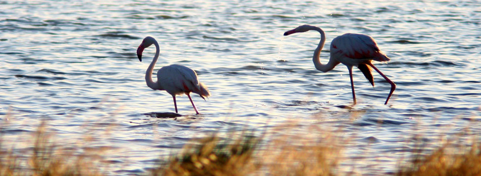 La réserve naturelle Salina di Cervia - 61 | Secret World Trip Planner