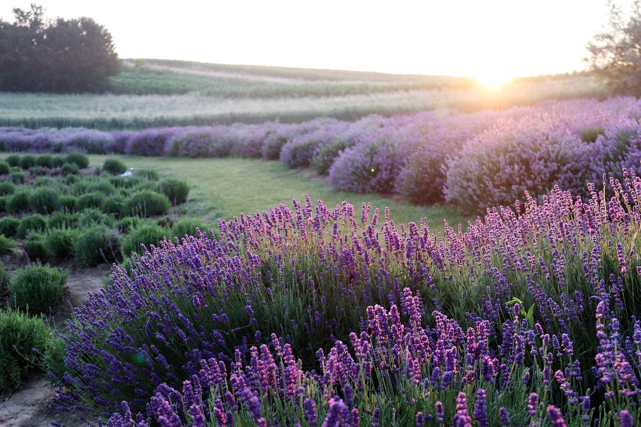 Surrounded by fields of lavender, Simiane La Rotonde - Simiane-la-Rotonde | Secret World Trip Planner