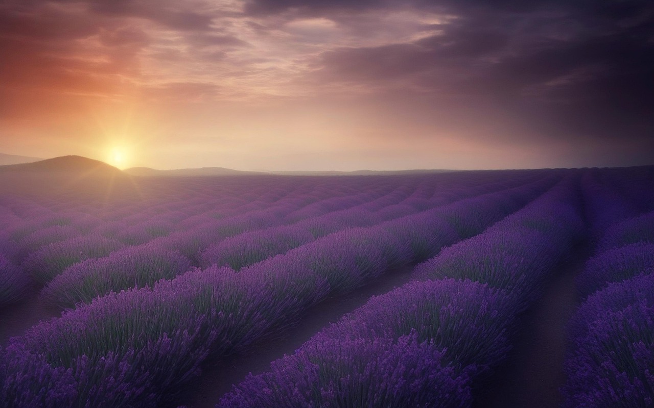 Surrounded by fields of lavender, Simiane La Rotonde - Simiane-la-Rotonde | Secret World Trip Planner