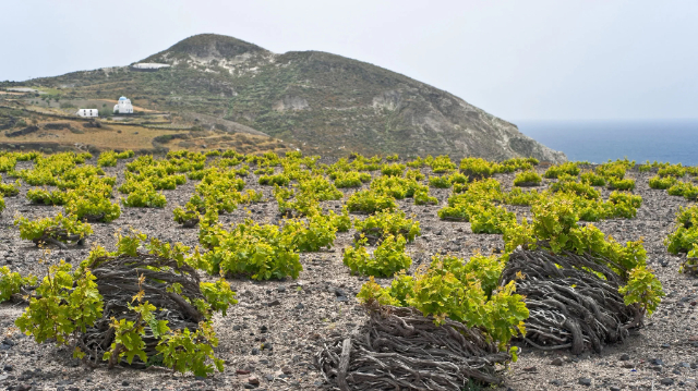 Les vins de Santorin : L'or liquide de la mer Égée - Santorini | Secret World Trip Planner