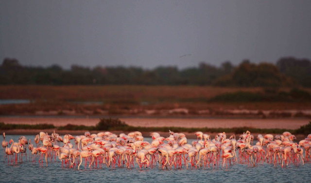 parc national de chundikulam — Pachchilapalli