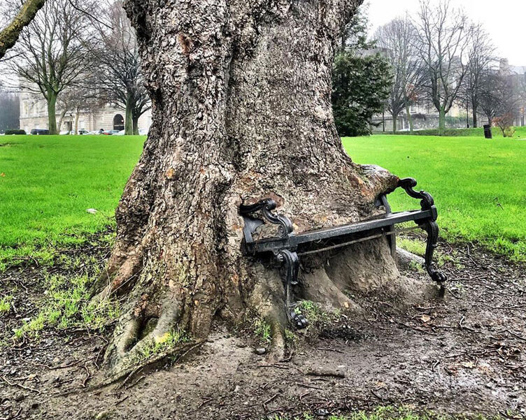 Dublin | L'arbre de la faim — Dublin