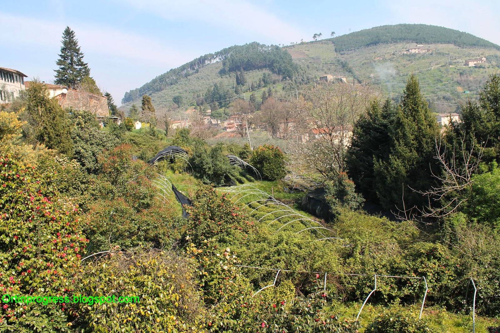 Milli te og fallegum kamellíum - Capannori | Secret World Trip Planner
