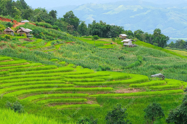 Rizières en terrasses de Pa Pong Pieng - Tambon Chang Khoeng | Secret World Trip Planner