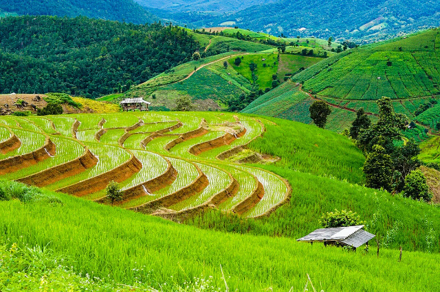 Rizières en terrasses de Pa Pong Pieng - Tambon Chang Khoeng | Secret World Trip Planner