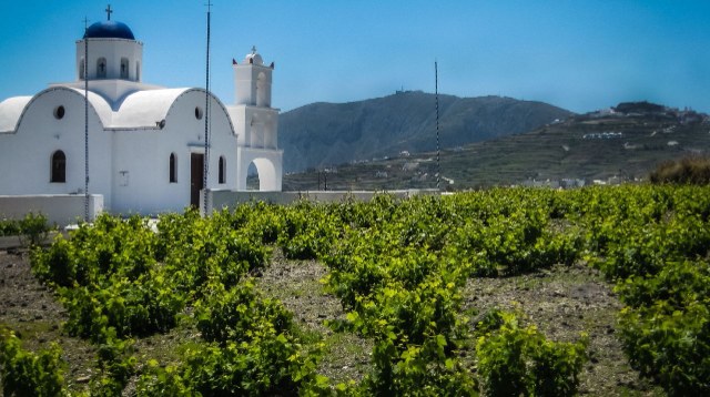 Vini di Santorini: L'oro liquido dell'Egeo - Santorini | Secret World Trip Planner