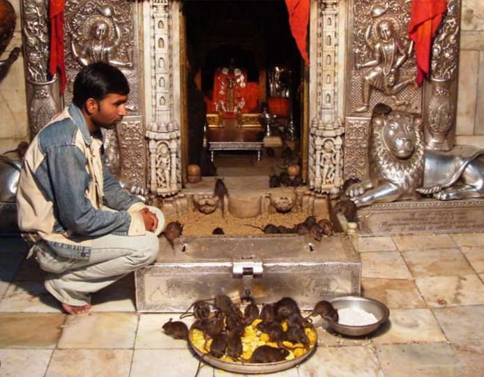 Karni Mata-Tempel - Bikaner | Secret World Trip Planner