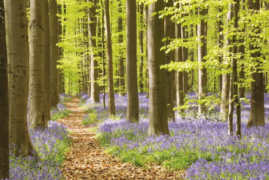 Hal : Les tapis de jacinthes à clochettes bleues dans le bois — Hallerbos