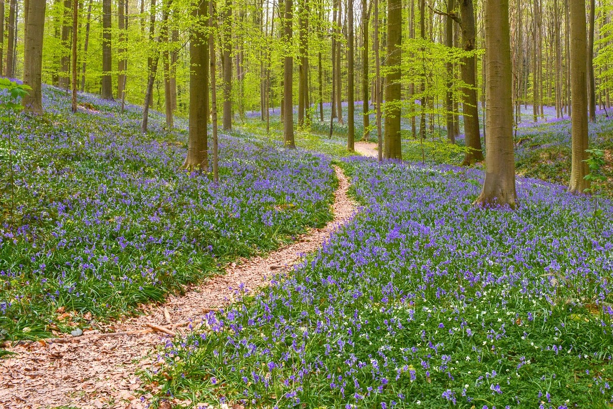Hal : Les tapis de jacinthes à clochettes bleues dans le bois - Hallerbos | Secret World Trip Planner