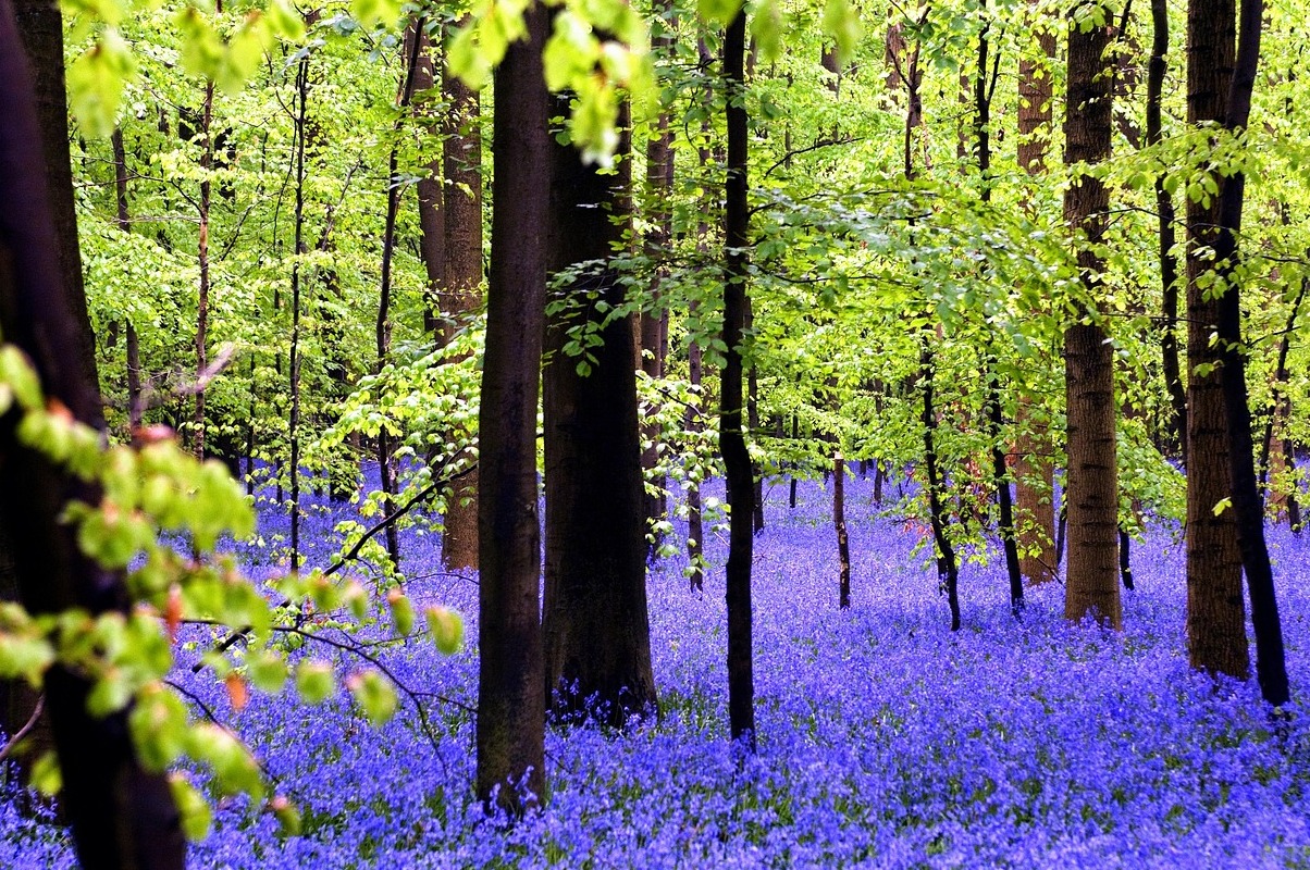 Hal : Les tapis de jacinthes à clochettes bleues dans le bois - Hallerbos | Secret World Trip Planner