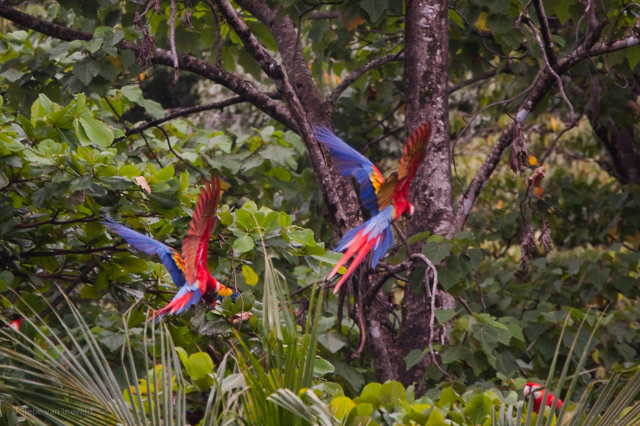 Corcovado National Park - Los Patos Sirena Trail | Secret World Trip Planner