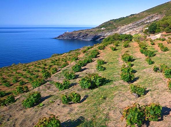Passito di Pantelleria - Pantellerìa | Secret World Trip Planner