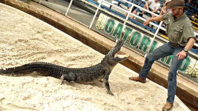ZIP LINE A GATORLAND - Orlando | Secret World Trip Planner