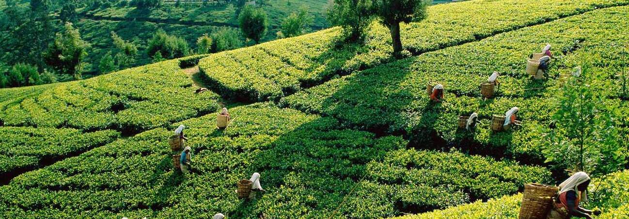 Plantation de thé Kolukkumalai à Munnar — Munnar