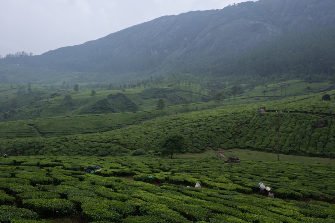 Plantation de thé Kolukkumalai à Munnar - Munnar | Secret World Trip Planner