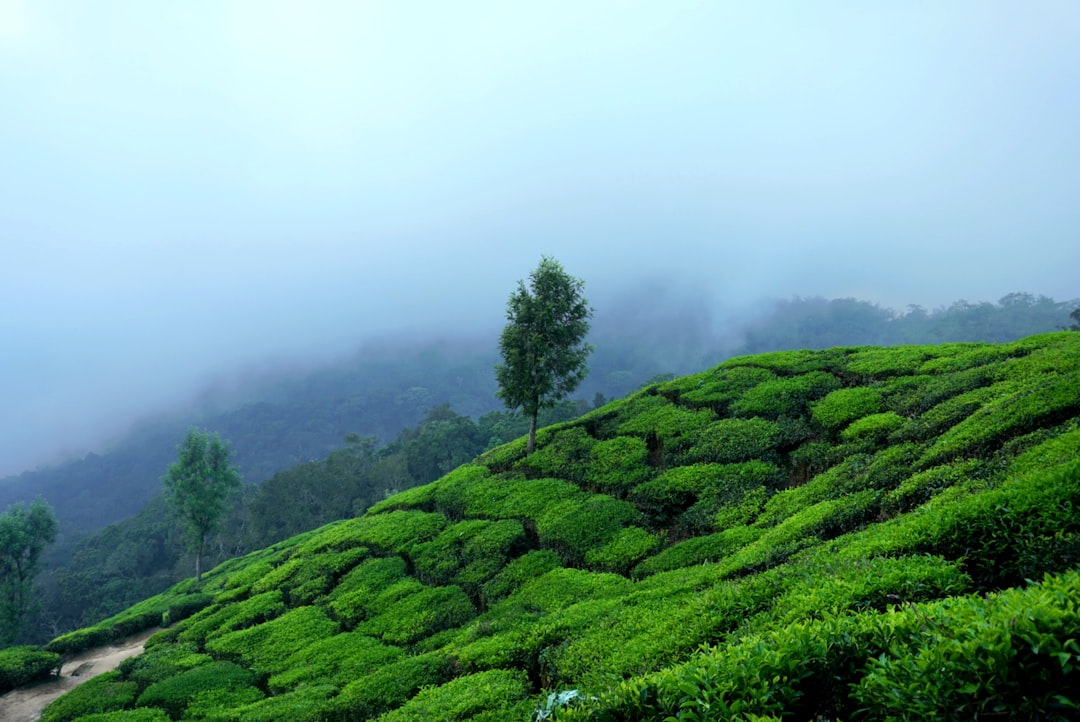 Plantation de thé Kolukkumalai à Munnar - Munnar | Secret World Trip Planner